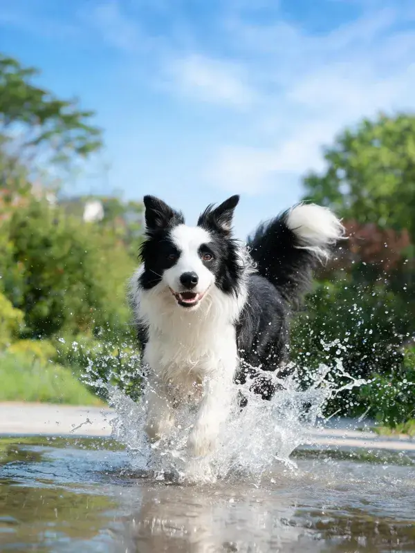 黑白边境牧羊犬涉水动态特写