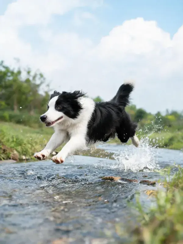 边境牧羊犬跳跃过溪流场景