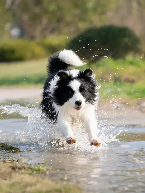边境牧羊犬在水洼处奔跑
