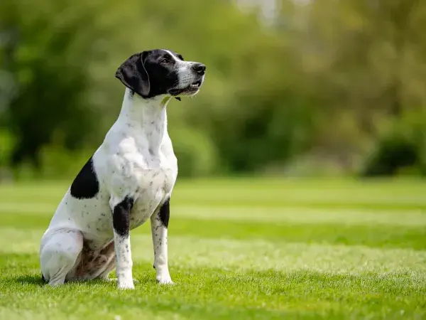 德国短毛指示犬坐于草地
