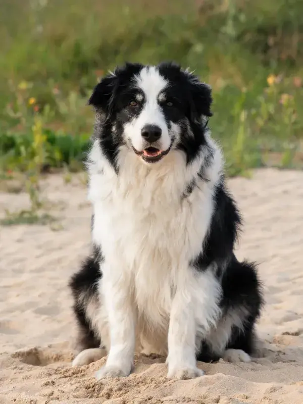 沙滩上黑白毛色的边境牧羊犬特写