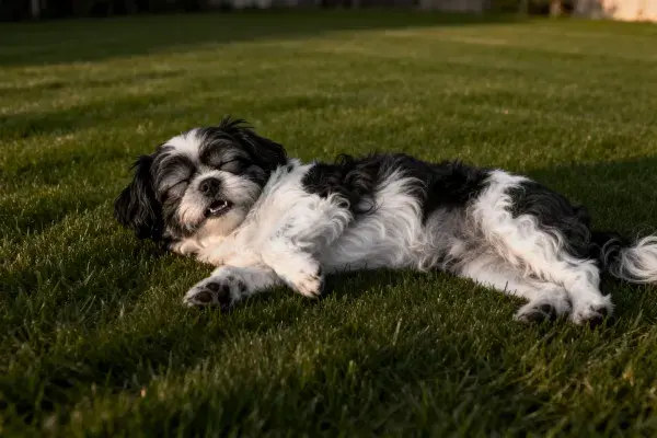 阳光草地上的西施犬休息场景