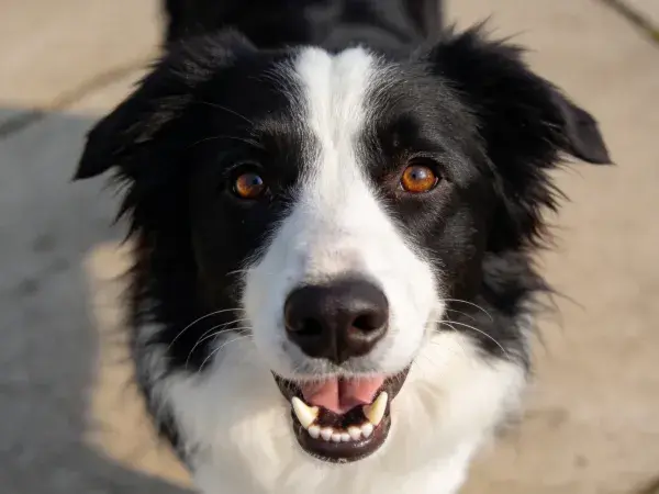 黑白边境牧羊犬近距离拍摄