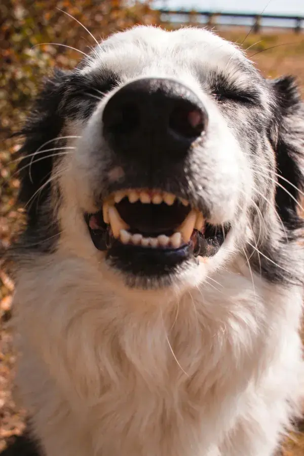 阳光下黑白边境牧羊犬面部特写