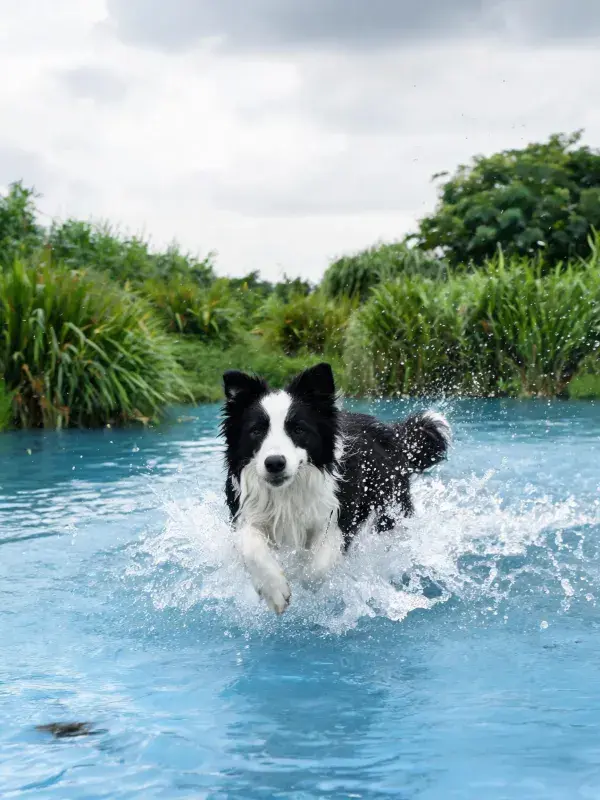水域中黑白边境牧羊犬的特写