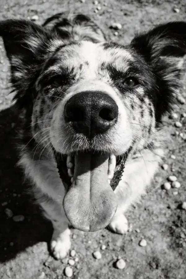 粗糙地面上的斑点型边境牧羊犬特写