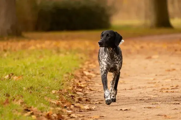 步道上行走的德国短毛波音达犬