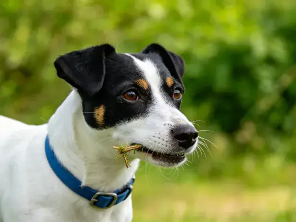 杰克罗素梗犬衔草瞬间