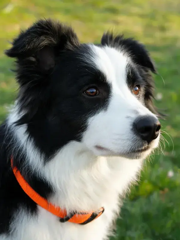 阳光下草地上的黑白边境牧羊犬特写