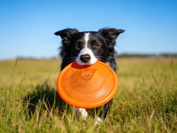 边境牧羊犬叼飞盘的瞬间