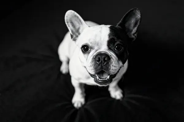 法斗犬特写于深色背景前