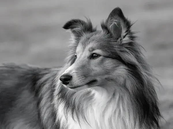 户外光影下的苏格兰牧羊犬特写