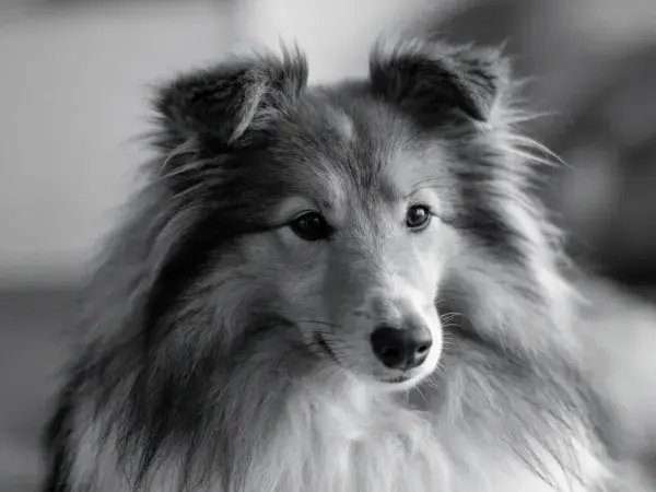 设得兰牧羊犬特写黑白摄影场景
