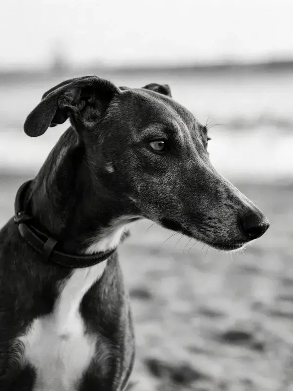 沙滩上灵缇犬的侧面特写