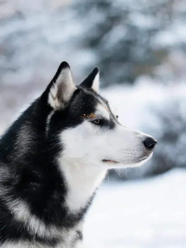 雪地中黑白相间的西伯利亚雪橇犬特写