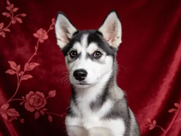 红色绸缎布景前的西伯利亚哈士奇幼犬