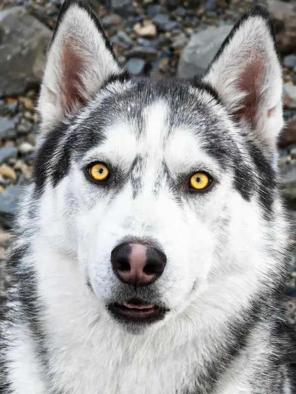 特写拍摄一只西伯利亚雪橇犬