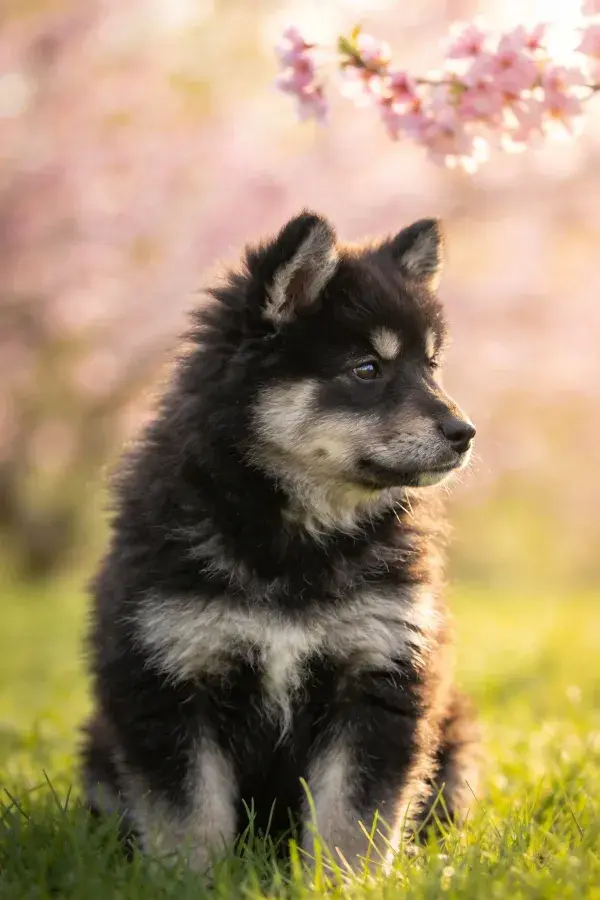 阳光草地上的萨摩耶幼犬特写