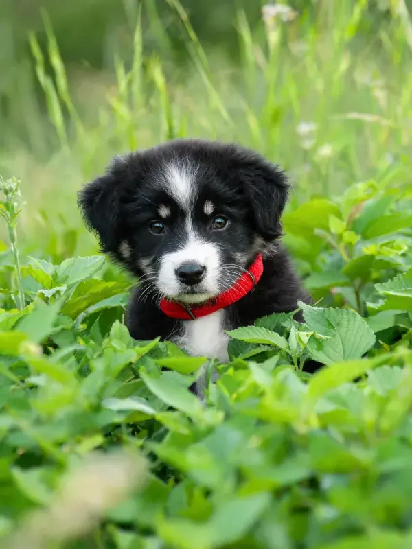 绿草地里戴红项圈的黑白边境牧羊犬