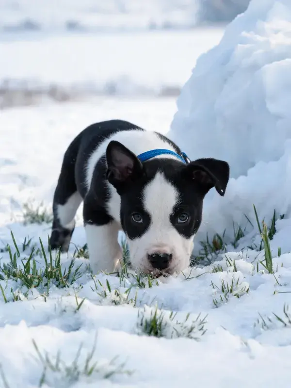 雪地中黑白边境牧羊犬幼犬活动场景