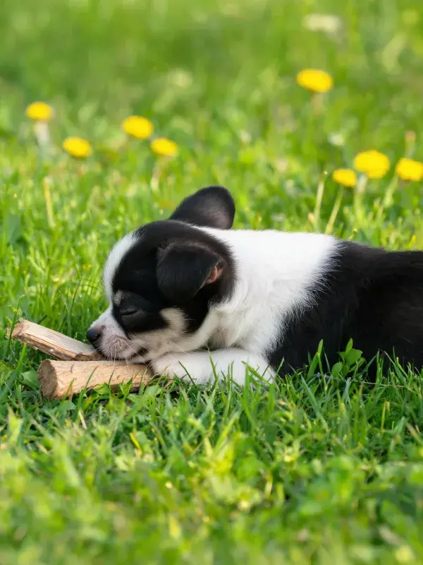 黑白边境牧羊犬幼犬在草地休息