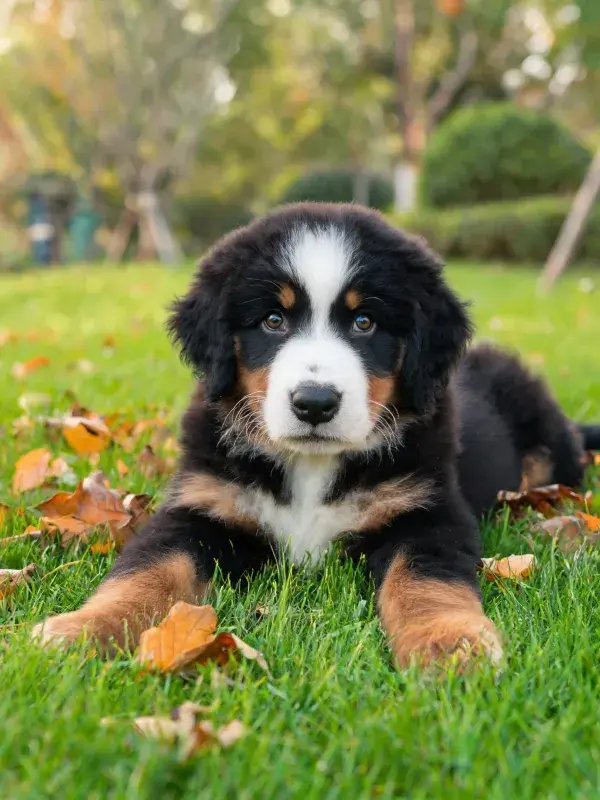 草地上的伯恩山犬幼崽躺卧