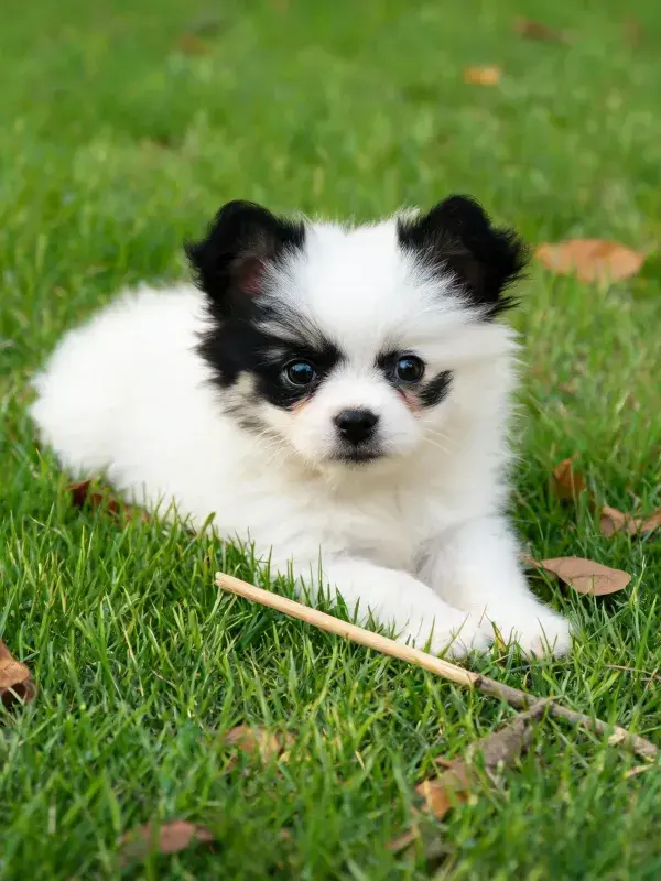 草地上的黑白博美幼犬特写