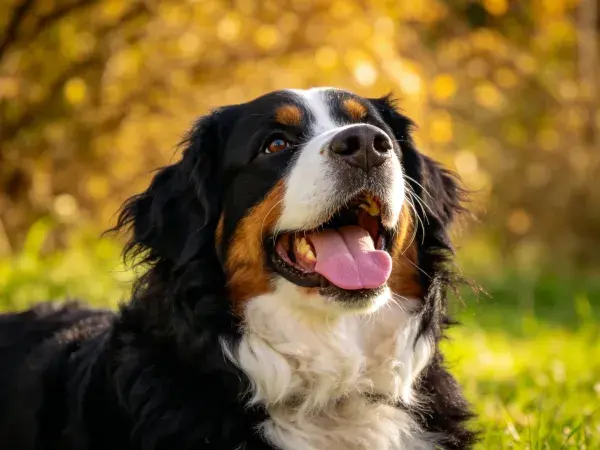 阳光草地中的伯恩山犬特写