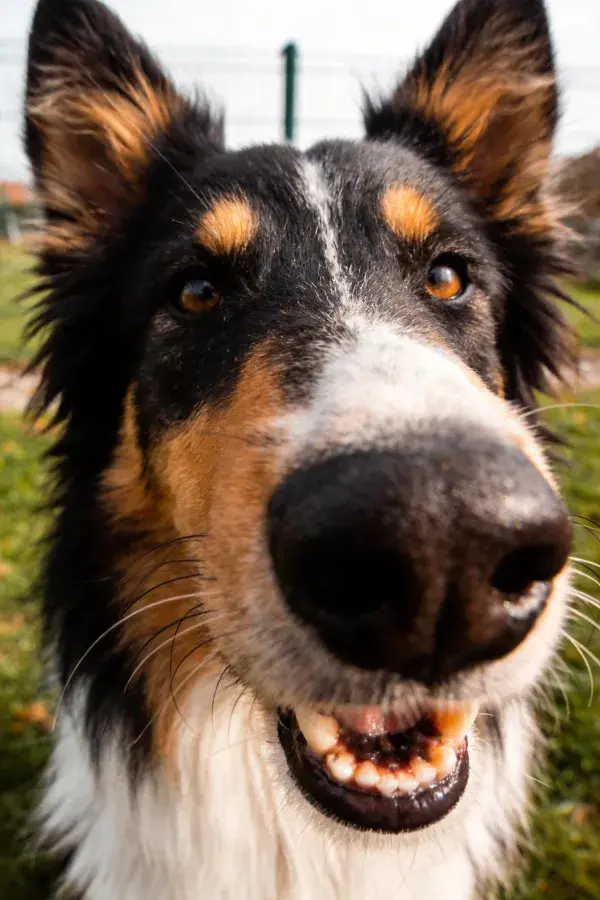 阳光明媚下三色边境牧羊犬近景特写