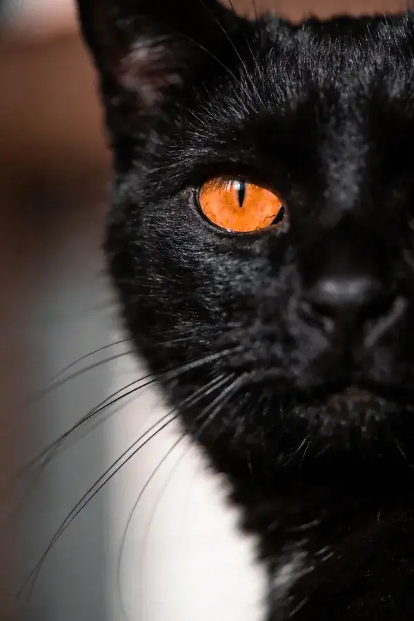 黑色短毛家猫眼部特写强调皮毛质感