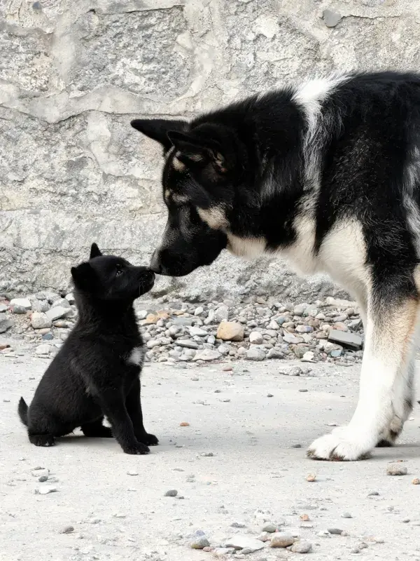 石墙旁黑白色系犬互动场景