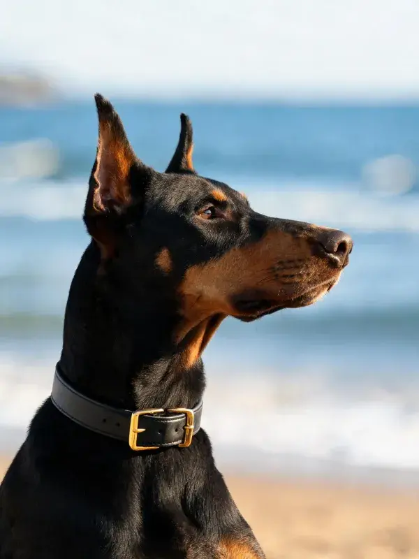 沙滩边杜宾犬的特写镜头