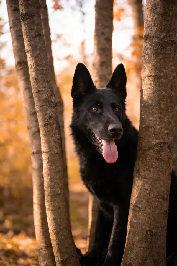 比利时马利诺犬于树林间隙的状态捕捉
