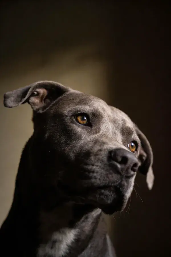 蓝色比特犬头部特写画面