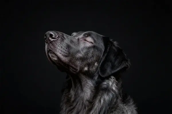 黑色长毛寻回犬抬头凝视特写