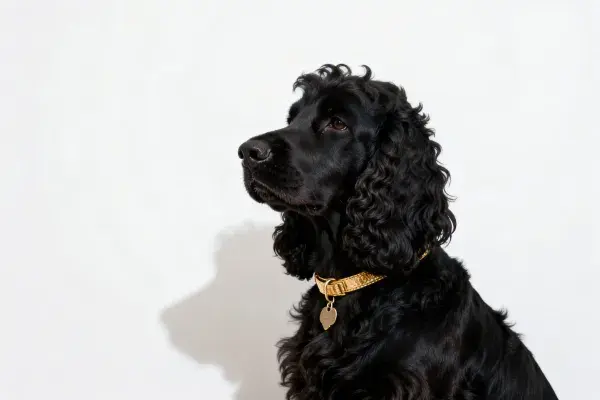 黑色英国可卡犬坐姿特写