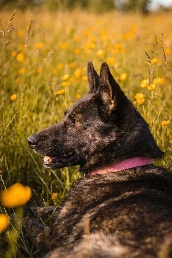 黑色德牧犬于黄花草甸休憩场景