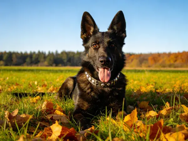 秋日草地上德牧犬的休憩场景