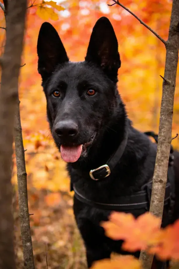 秋林中黑色德牧犬的特写镜头