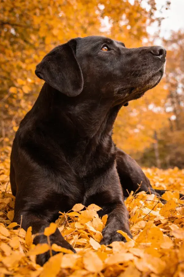 黑色拉布拉多犬于秋日落叶间的特写