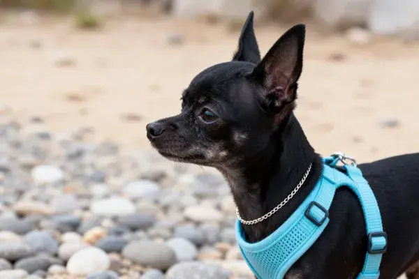 阳光下的吉娃娃犬站在鹅卵石地面上