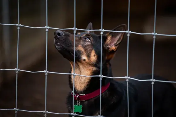 德国牧羊犬透过铁丝网凝望