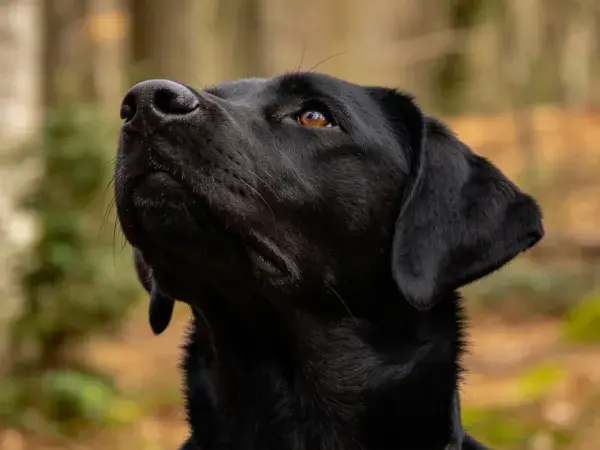 阳光森林背景下黑色拉布拉多犬头部特写