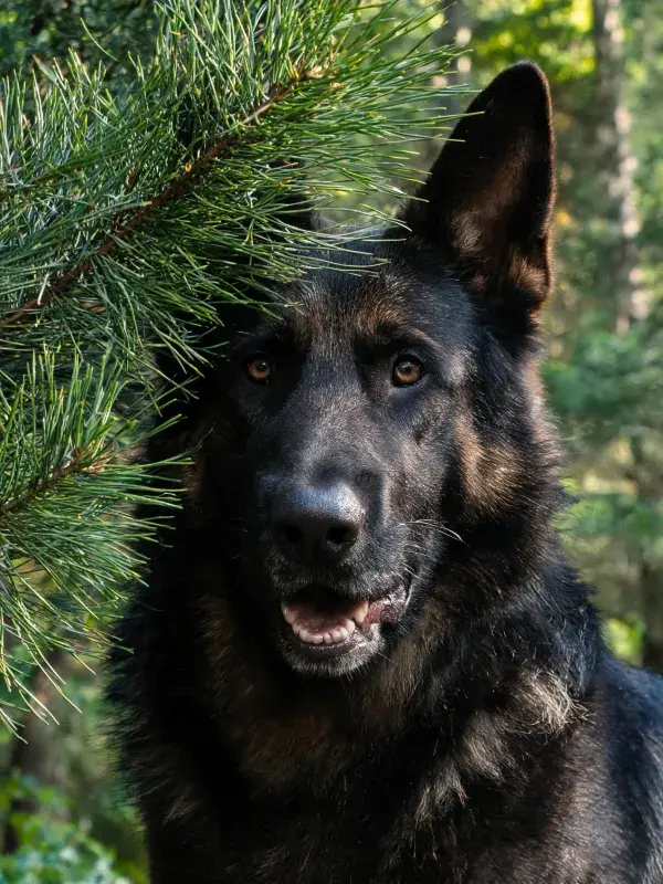 森林中德国牧羊犬的特写镜头