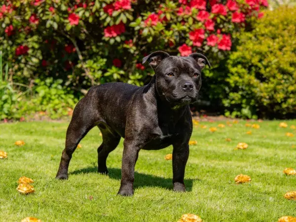 斯塔福梗犬于花园中站立