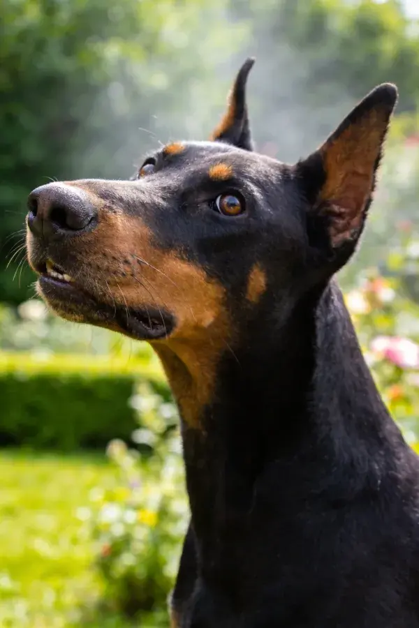 户外花园中黑棕色杜宾犬特写