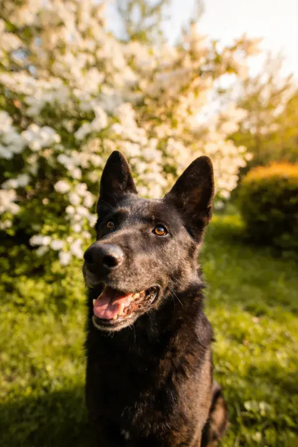 黑色比利时马里努阿犬在花园场景特写