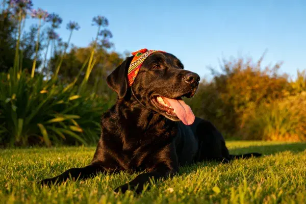 黑拉布拉多犬草地躺卧场景