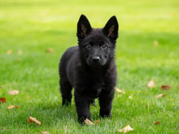 草地上的德国牧羊犬幼犬特写