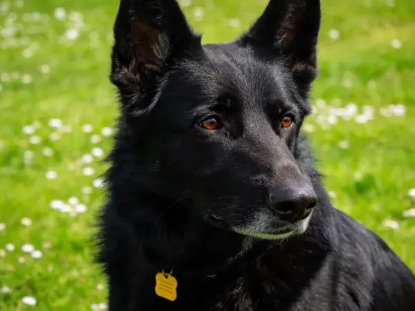 德国牧羊犬于花草草地场景特写